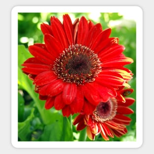 Giant Red Gerber Daisy Flower in the Garden Sticker